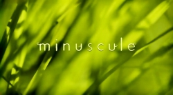 خیلی خیلی کوچک (2) (زنبور عسل)